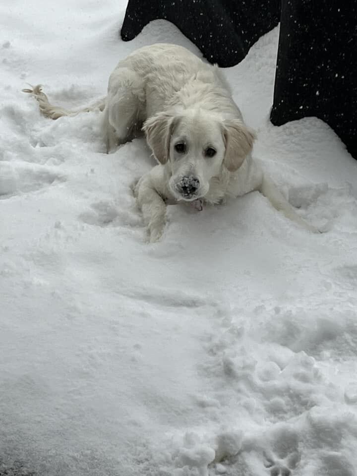 SNOW - AUDOBON PARK - RITA FRANKRONE GAST - SADIE - 1-5-2025.jpg